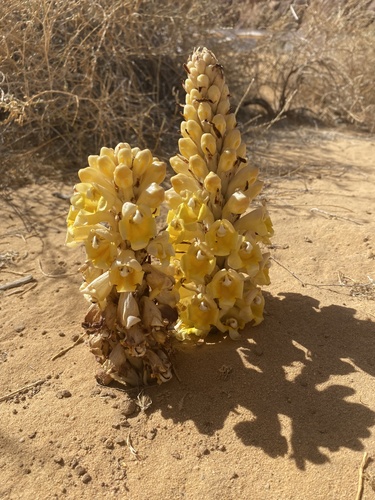 desert hyacinth