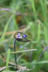 Commelina orchioides