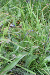 Commelina orchioides
