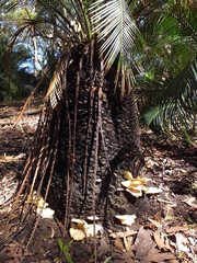 Omphalotus nidiformis
