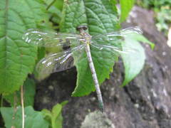 Leptogomphus lansbergei