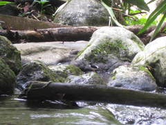 Enicurus ruficapillus