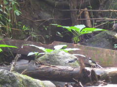 Enicurus ruficapillus