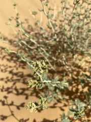 Heliotropium digynum