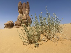 Heliotropium digynum