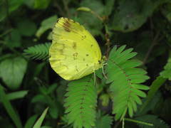 Eurema brigitta