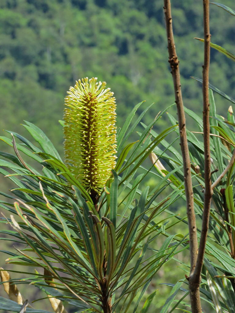 Northern Banksia