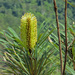 Northern Banksia - Photo (c) Anthony Katon, some rights reserved (CC BY-NC), uploaded by Anthony Katon