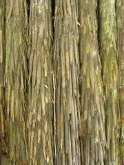 Dicksonia squarrosa