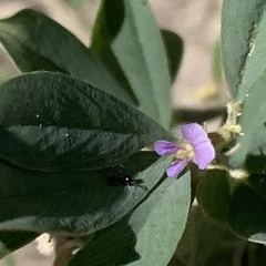 Ptycholobium contortum