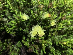 Kunzea muelleri