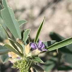 Ptycholobium contortum