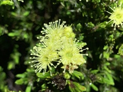Kunzea muelleri