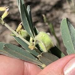 Ptycholobium contortum