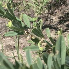 Ptycholobium contortum