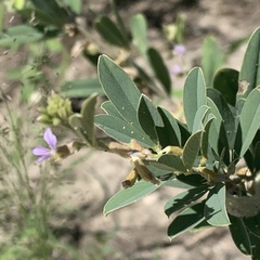 Ptycholobium contortum