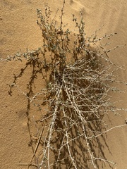 Heliotropium digynum