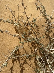 Heliotropium digynum