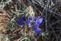 Lupinus benthamii