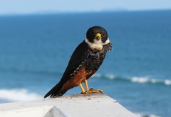 Falco rufigularis image