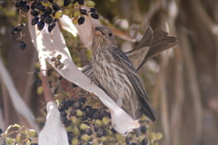 Haemorhous mexicanus