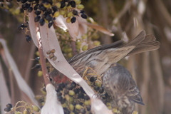 Haemorhous mexicanus