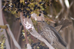 Haemorhous mexicanus