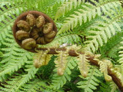 Dicksonia lanata