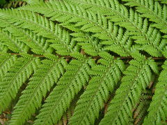 Dicksonia lanata