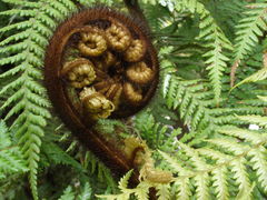 Dicksonia lanata