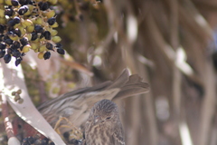 Haemorhous mexicanus