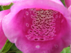 Digitalis purpurea
