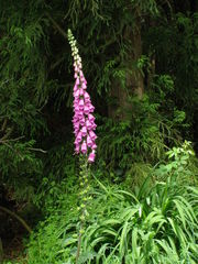 Digitalis purpurea