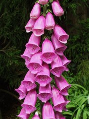 Digitalis purpurea