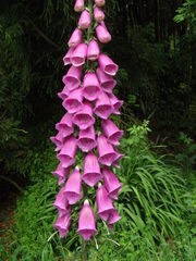 Digitalis purpurea
