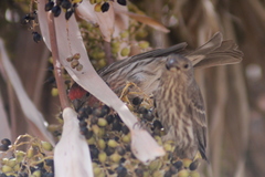 Haemorhous mexicanus