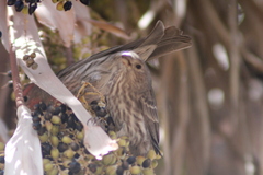 Haemorhous mexicanus