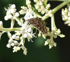 Loxostege sticticalis