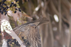 Haemorhous mexicanus