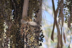 Haemorhous mexicanus
