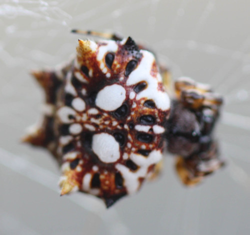 Thelacantha brevispina