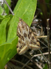Loxostege cereralis