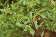 Dodonaea triangularis