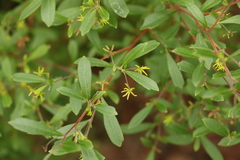 Dodonaea triangularis
