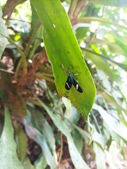 Mydromera notochloris