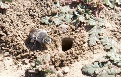 Anthophora edwardsii