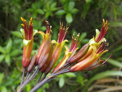 Phormium cookianum