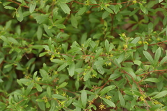 Dodonaea triangularis