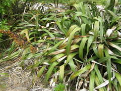 Phormium cookianum