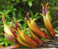 Phormium cookianum